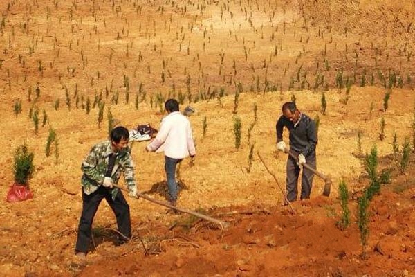 清竹村的村民們正在為被非法采挖山砂破壞的山體復(fù)墾復(fù)綠,種上耐旱的柏樹。