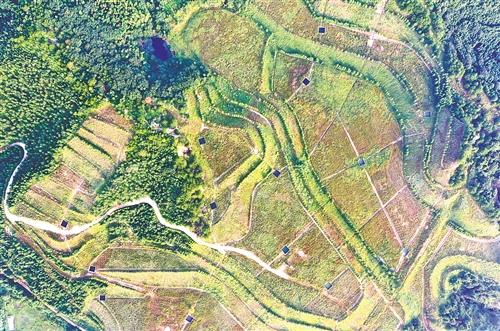 經(jīng)過綜合治理后,江西大余縣南安鎮(zhèn)新華村滴水龍廢棄稀土礦山已復(fù)綠,呈現(xiàn)出勃勃生機(jī)。