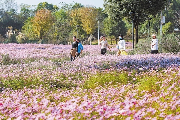 武漢經(jīng)濟(jì)技術(shù)開發(fā)區(qū)龍靈山生態(tài)公園“十里花坡”景區(qū),修建在一片6萬平方米廢棄礦坑上?;ㄩ_時(shí)節(jié),吸引武漢市民游客融入大自然。