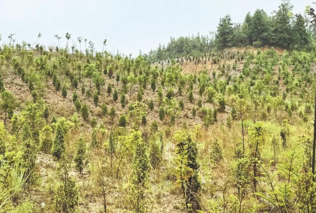 曾經(jīng)的荒山披上了綠裝。